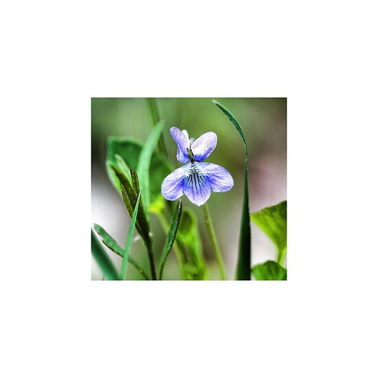 work.5189092.3.flat,550x550,075,f.sweet-blue-violet-in-tall-meadow-grass.jpg