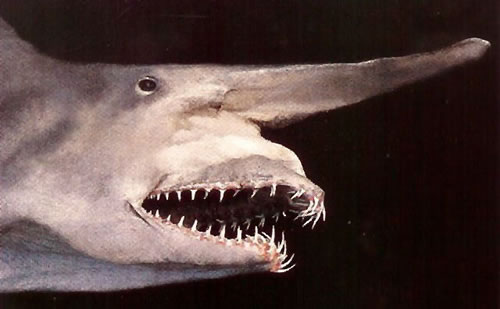 goblin_shark.1740.jpg