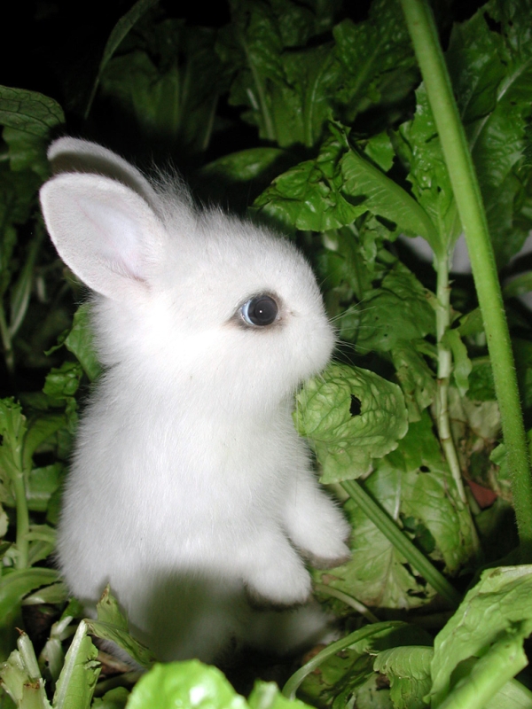 cute+bunny+011.jpg