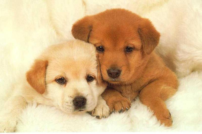 cute-puppy-pictures4.jpg