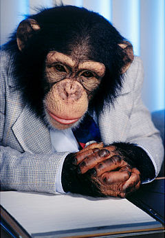 amd-chimp-suit-judge-jpg.jpg