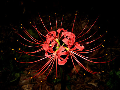 _lycoris+radiata+(red+spider+lily).JPG