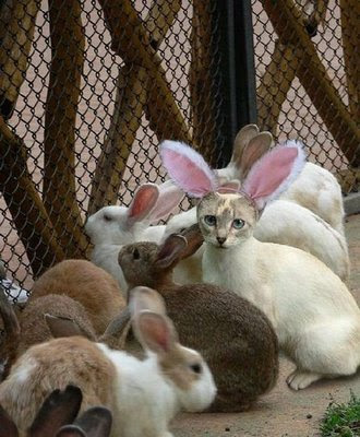 rabbit_cat.jpg