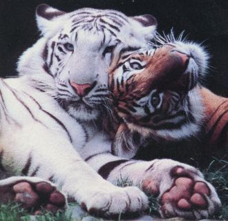 2_tigers.jpg