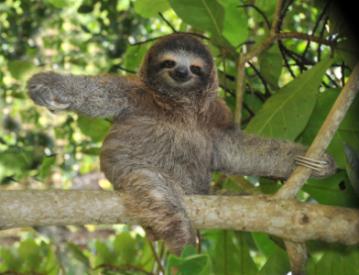 three-toed-sloth.jpg
