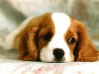 Sad-Puppy.jpg