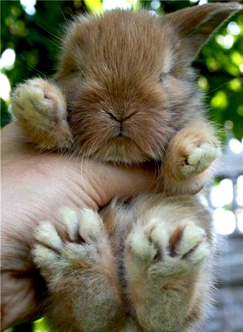 cute-little-bunny.jpg