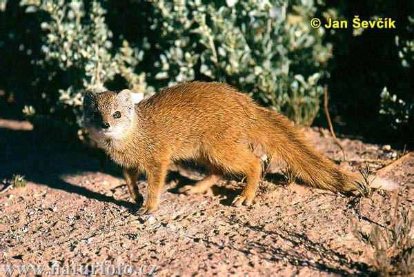 yellow-mongoose--cynictis-penicillata.jpg