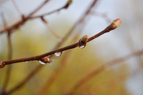 spring-rain.jpg