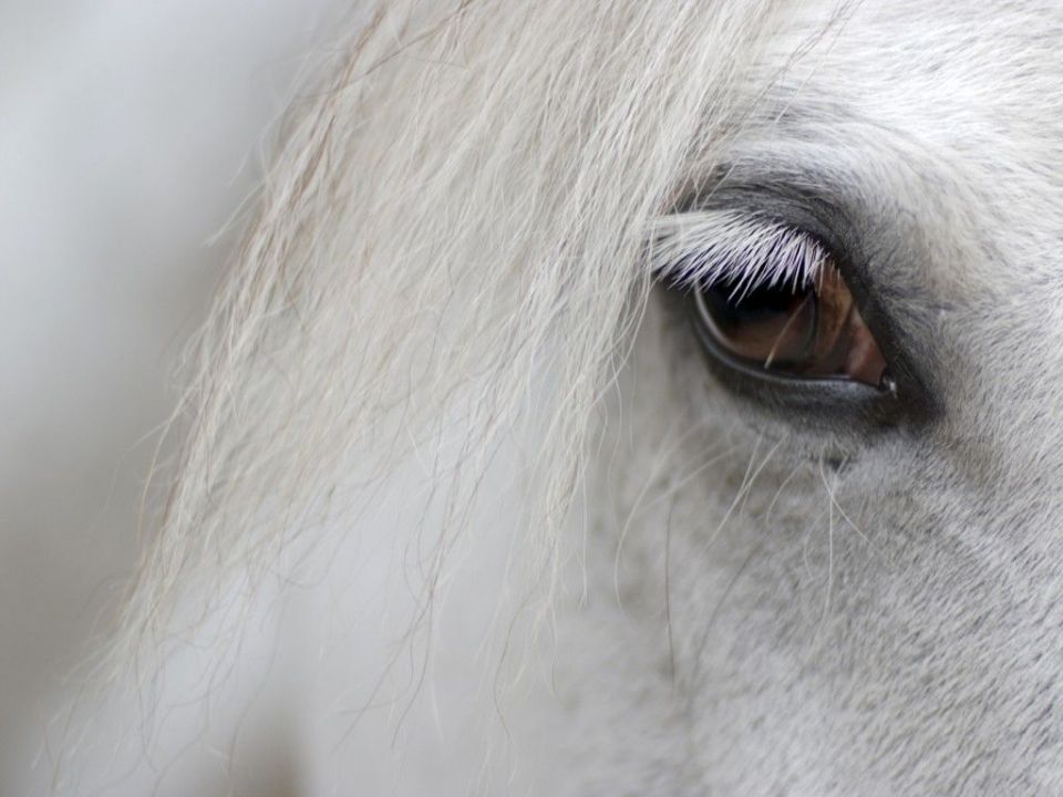 detail_of_white_horse_head_with_long_eye_lashes.jpg