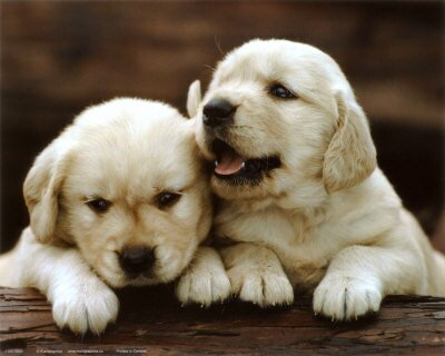 Golden-Retriever-puppies-15.jpg