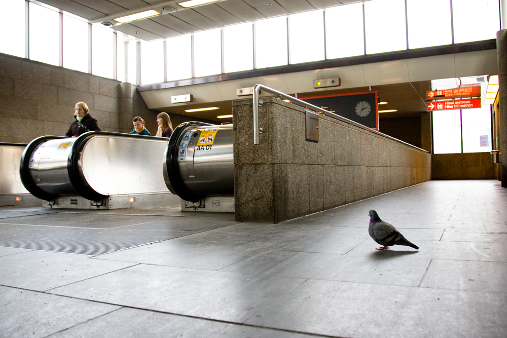 pidgeon_in_metro_station_by_Tomess.jpg