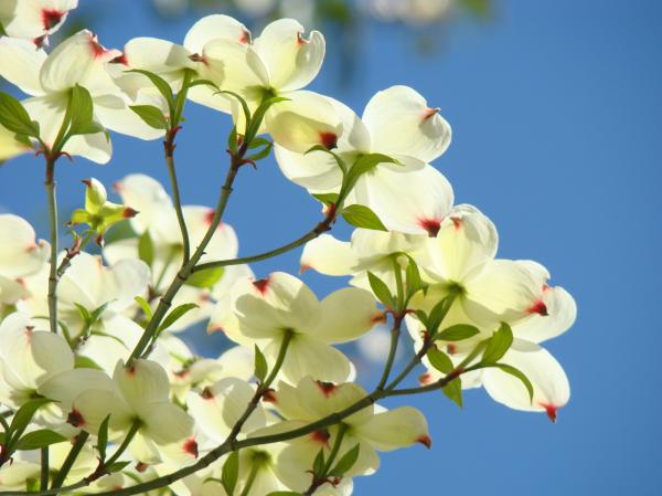 white-dogwood-flowers-1-blue-sky-landscape-artwork-dogwood-tree-art-prints-canvas-framed-baslee-troutman-fine-art-collections.jpg