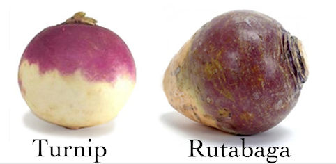 turnip-vs-rutabaga.png