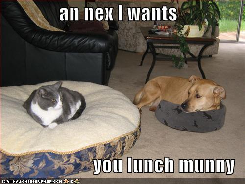 funny-pictures-cat-steals-dog-bed.jpg