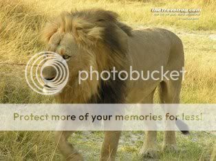 lionBotswana.jpg