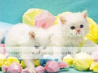 cute_kitties-703835.jpg
