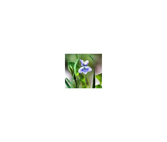 work.5189092.3.flat,550x550,075,f.sweet-blue-violet-in-tall-meadow-grass.jpg