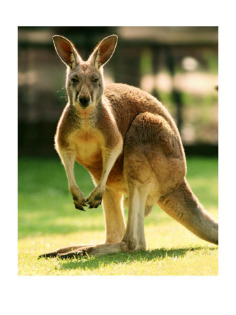541447australian-kangaroo-posters.jpg