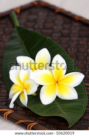 stock-photo-tropical-white-and-yellow-frangiapani-plumeria-flowers-on-leaf-on-bamboo-woven-matt-10620019.jpg