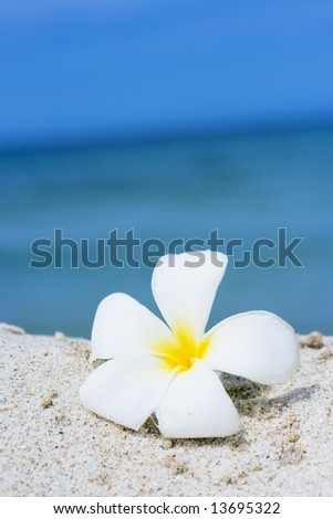 stock-photo-tropical-flower-plumeria-alba-white-frangipani-on-the-sandy-beach-13695322.jpg