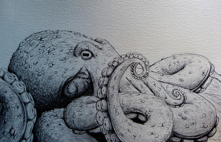 octopus-anthony-nold.jpg
