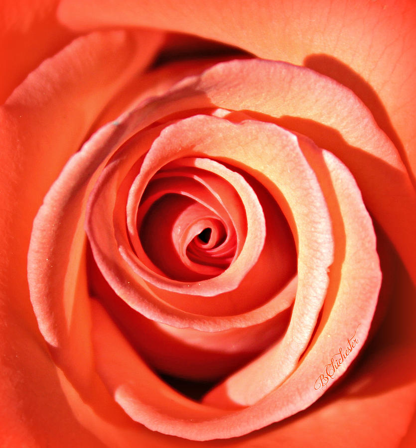coral-orange-rose-barbara-chichester.jpg