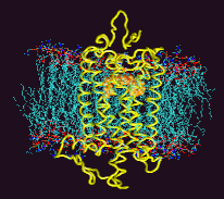 Rhodopsin_in_the_membrane.png