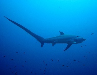 Thresher-Shark-sharks-7462751-311-240.jpg