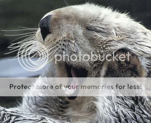 Otter-11.jpg