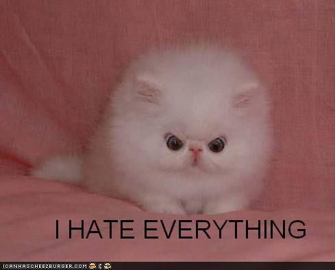 hate-everything-kitten.jpg