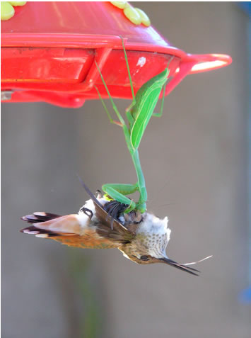 praying-mantis-hummingbird.jpg