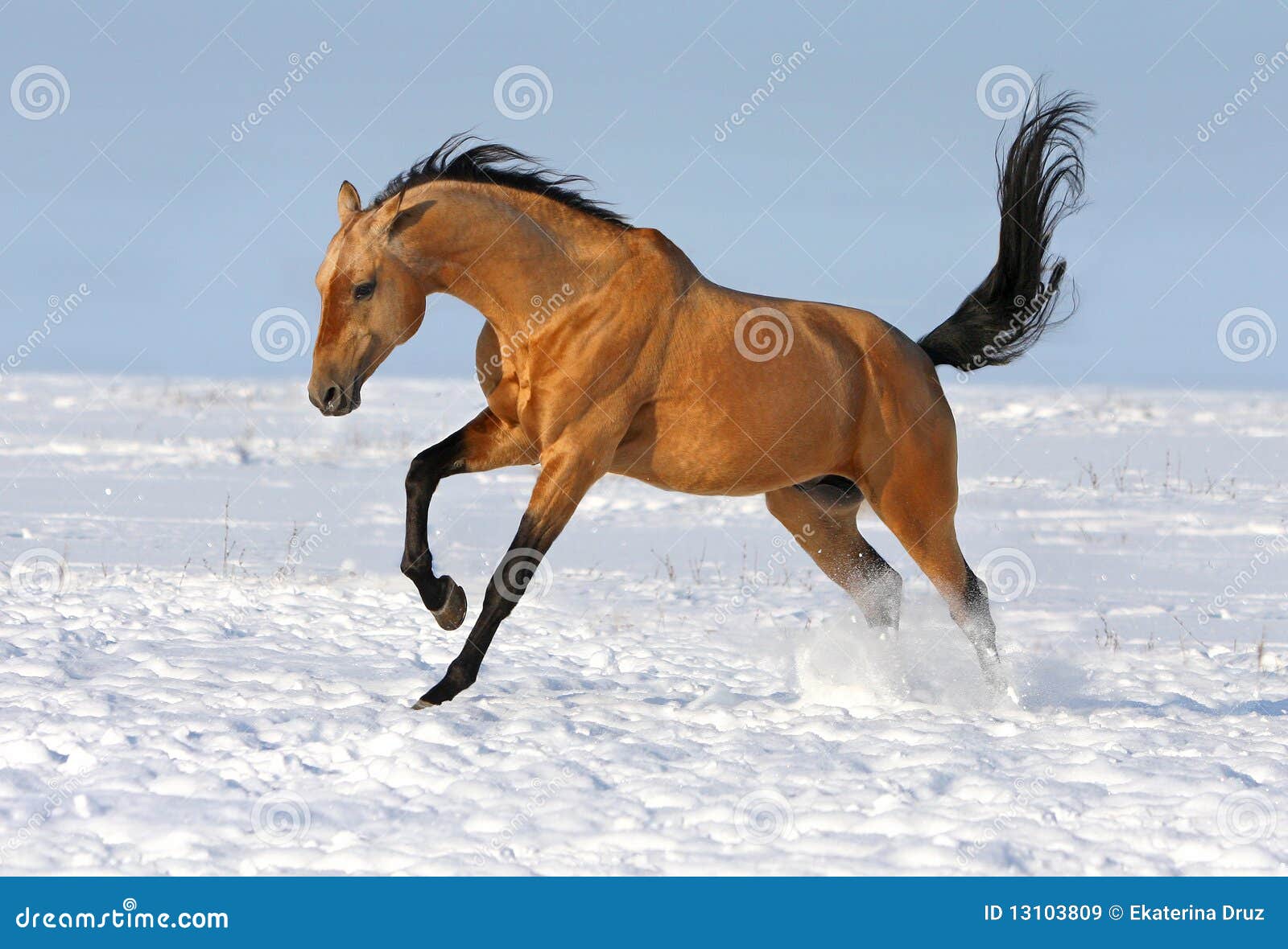 golden-akhalteke-stallion-running-13103809.jpg