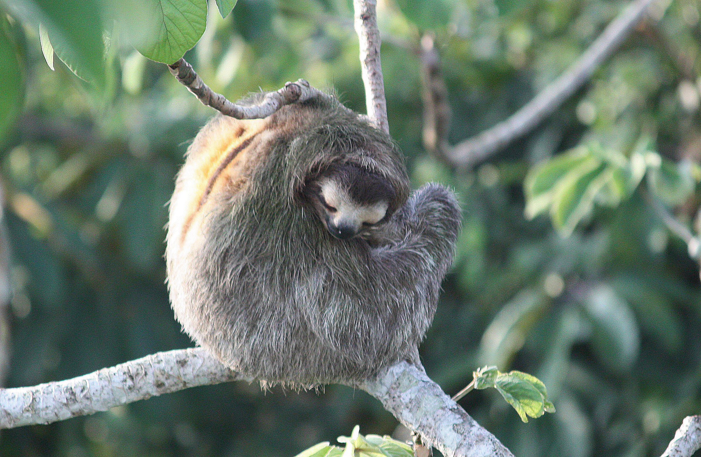 sleeping-sloth.jpg