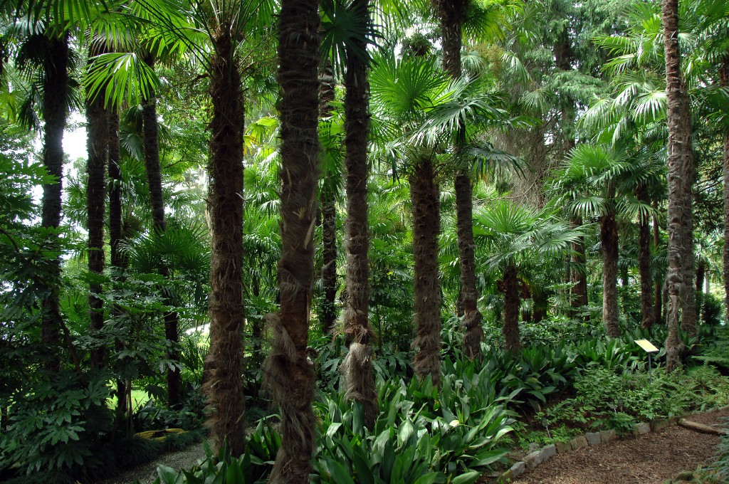 Palmenwaldbrissagoinsel.jpg