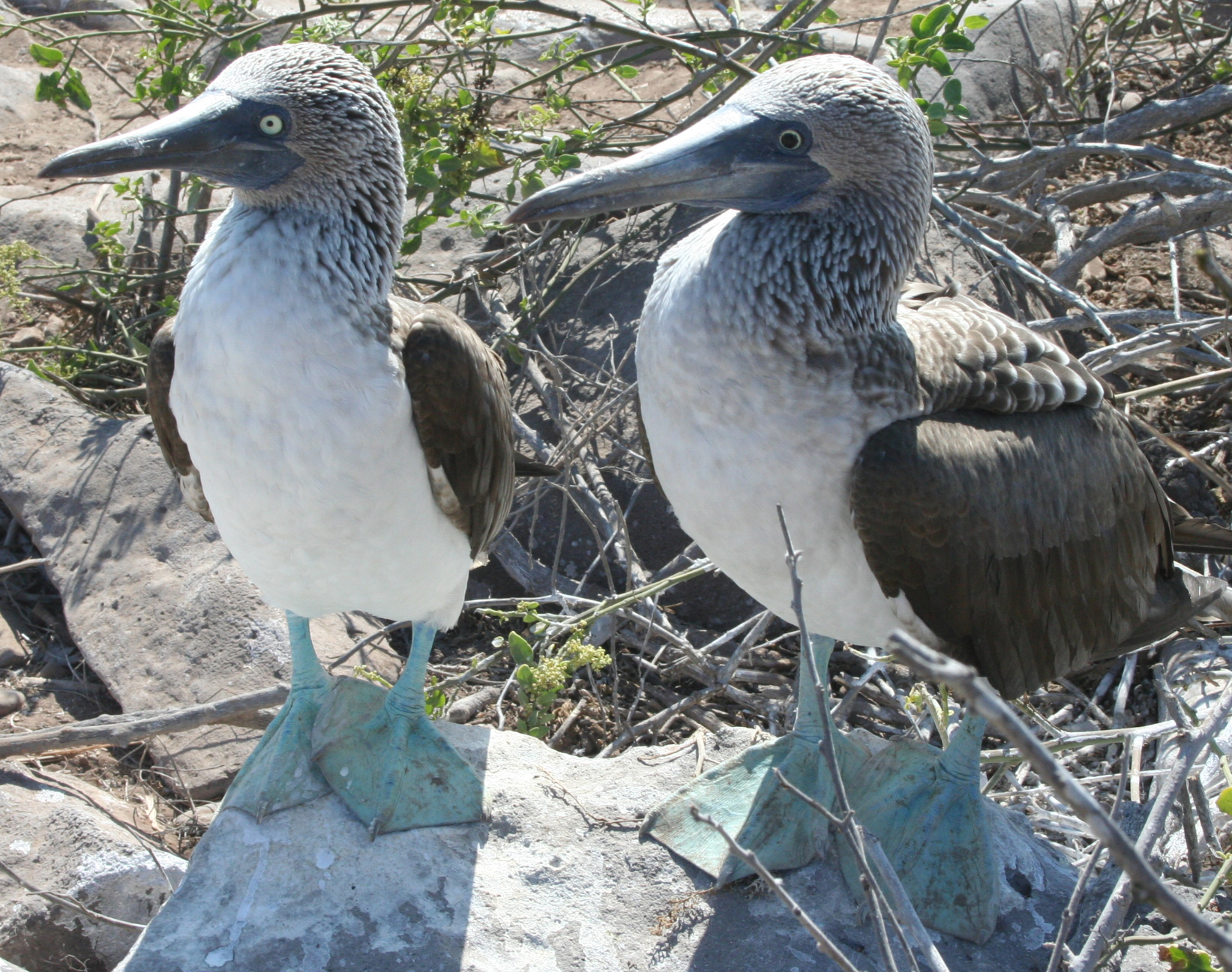 Blue-footed_Booby_Comparison.jpg