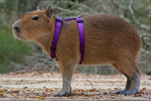 Capybara_harness.jpg