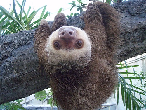 500px-Two_toed_sloth.JPG