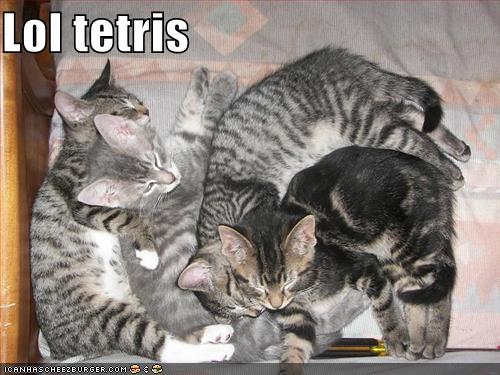 funny-pictures-kittens-lol-tetris.jpg