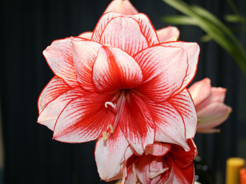 amaryllis-red-white.jpg