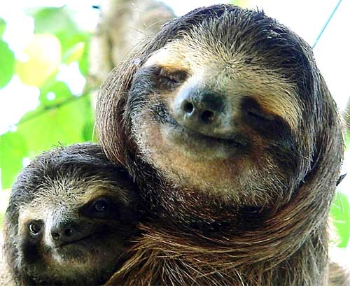 three-toed-sloth-with-child.jpg