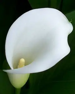 calla-lily-plant-care1.jpg