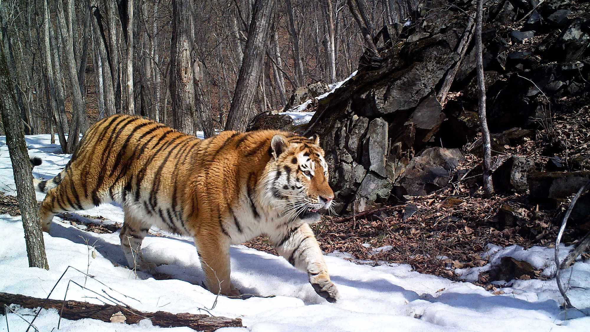 Siberian-tiger.jpg