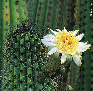 flr-cactus2.jpg