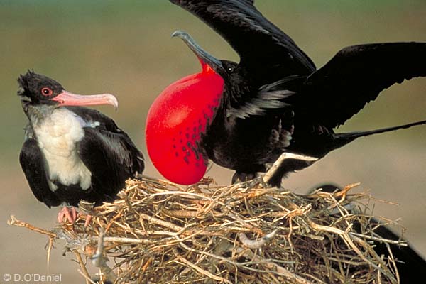Frigate-Bird-Courtship.jpg