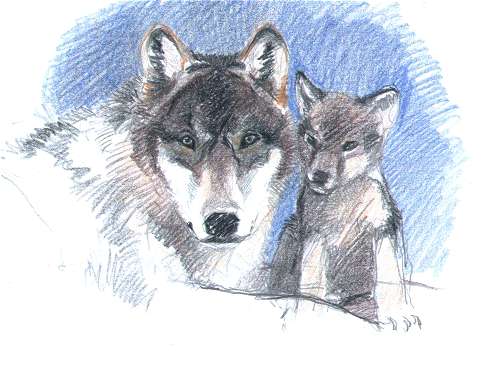 drawings_wildlife03_wolves.jpg