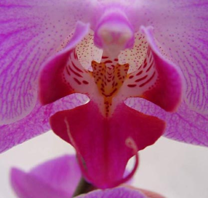 orchidee_inga.jpg