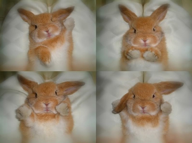 cute-bunny.jpg