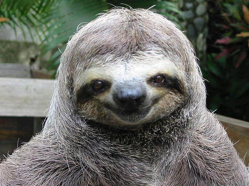 happy-smiling-sloth.jpg