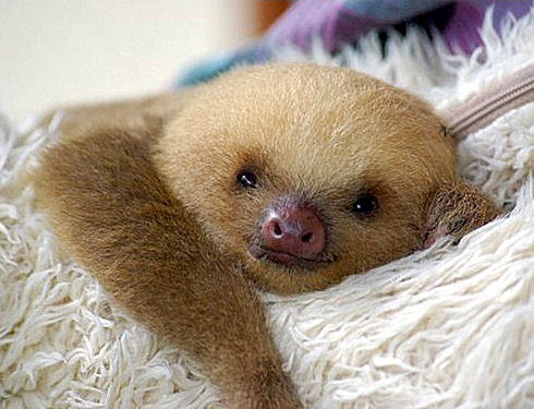baby-sloth.jpg